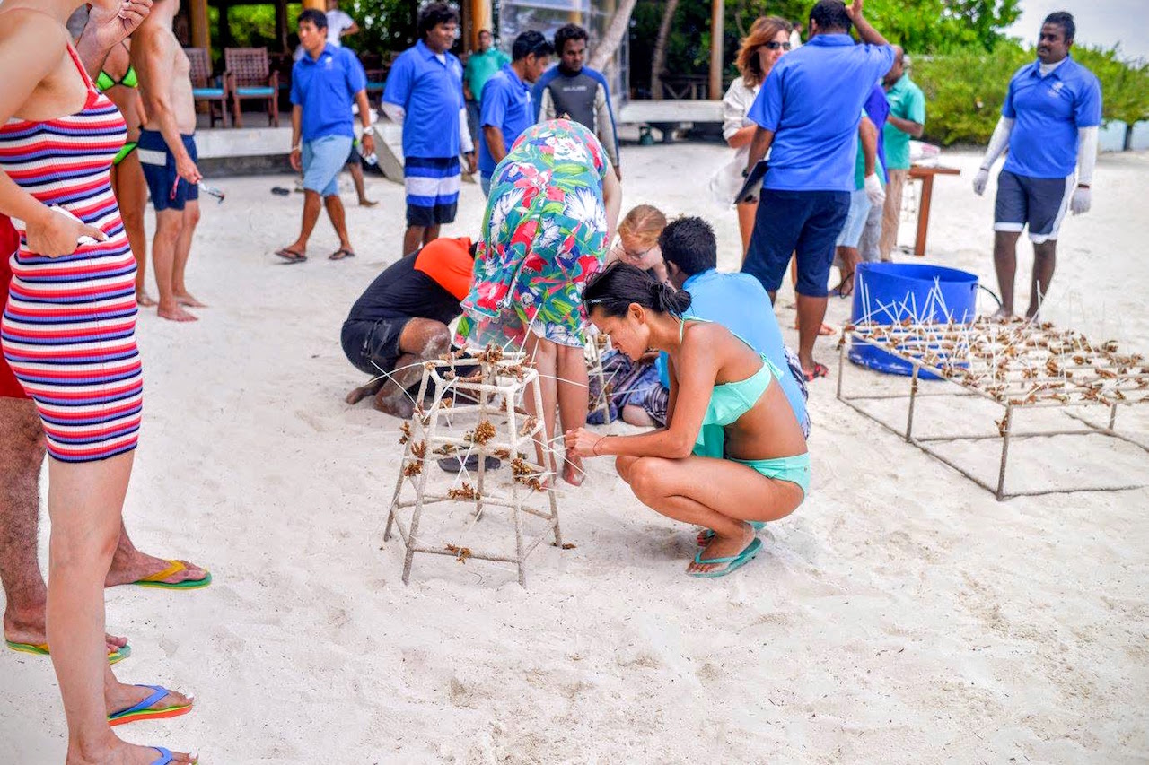 Coral Gardening Project, Bandos Maldives