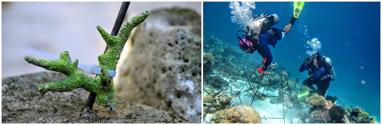 Coral Regeneration Day, Outrigger Konotta Maldives Resort