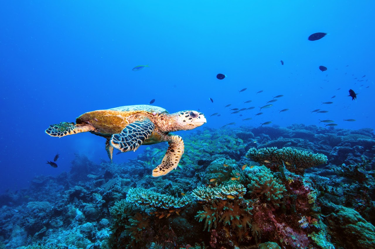 Hawksbill turtle exploring the pinnacles of the house reef, Six Senses Laamu